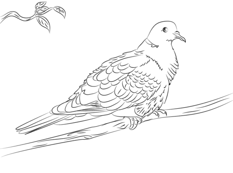 Collared Dove  Coloring Page